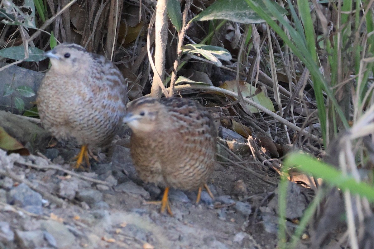 Brown Quail - ML621772424