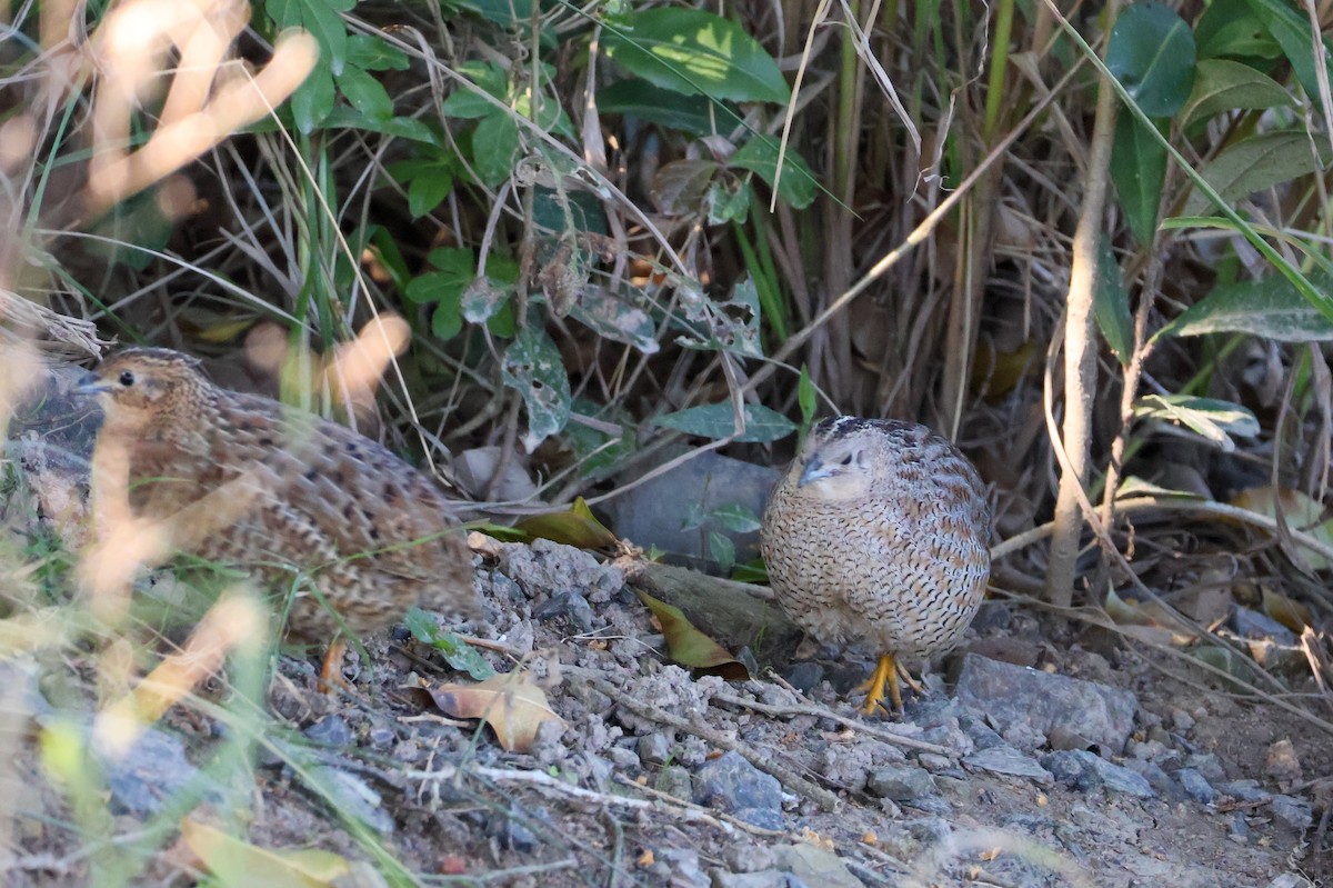 Brown Quail - ML621772427