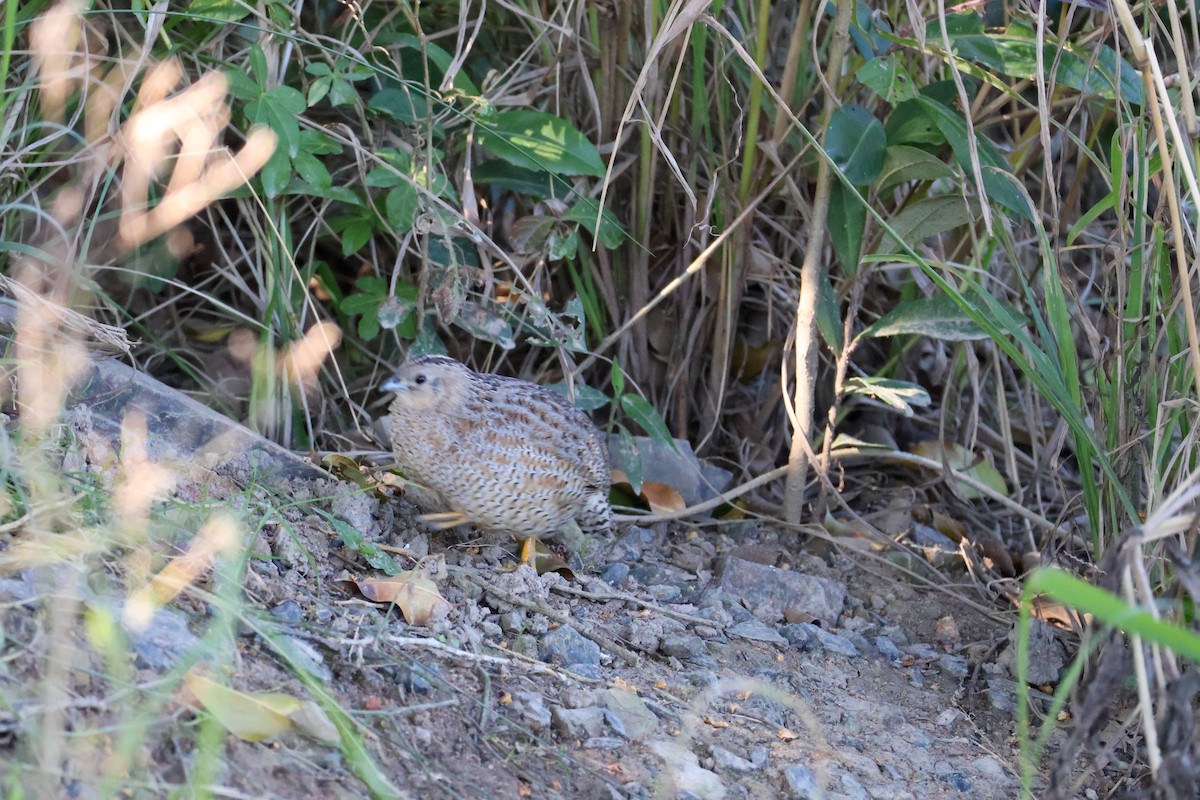 Brown Quail - ML621772430