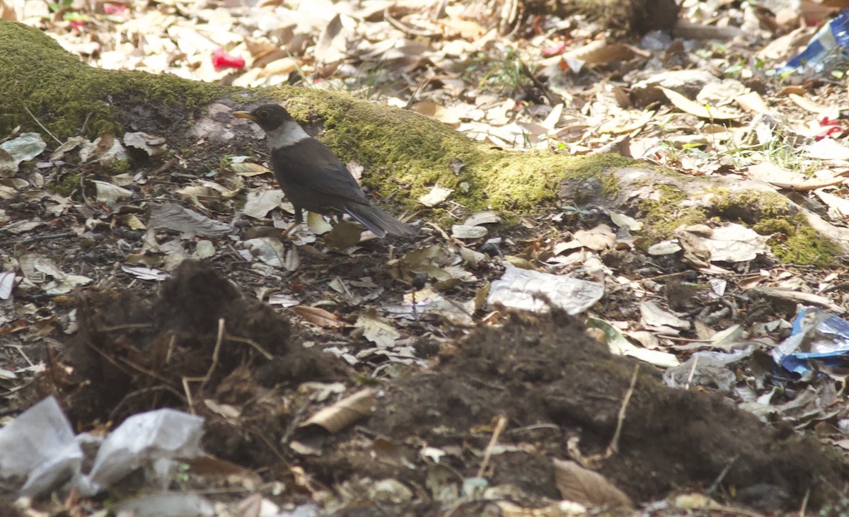 White-collared Blackbird - ML621772496