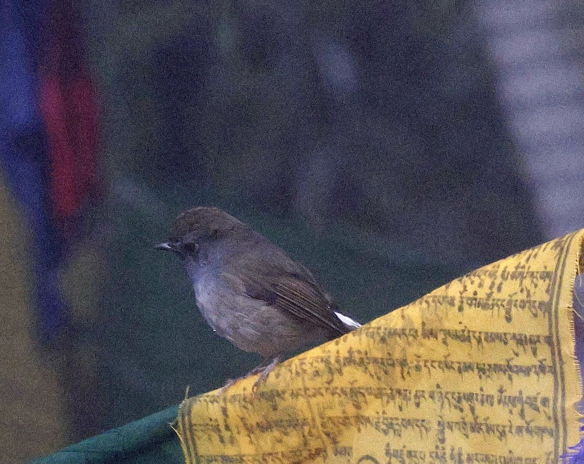 Rufous-gorgeted Flycatcher - Kalpesh Gaitonde