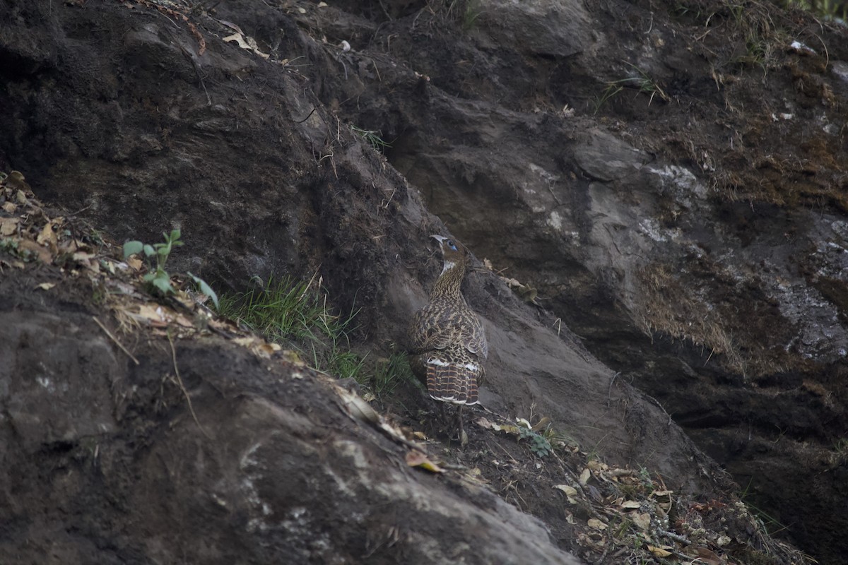 Himalayan Monal - Marsh Alphonso