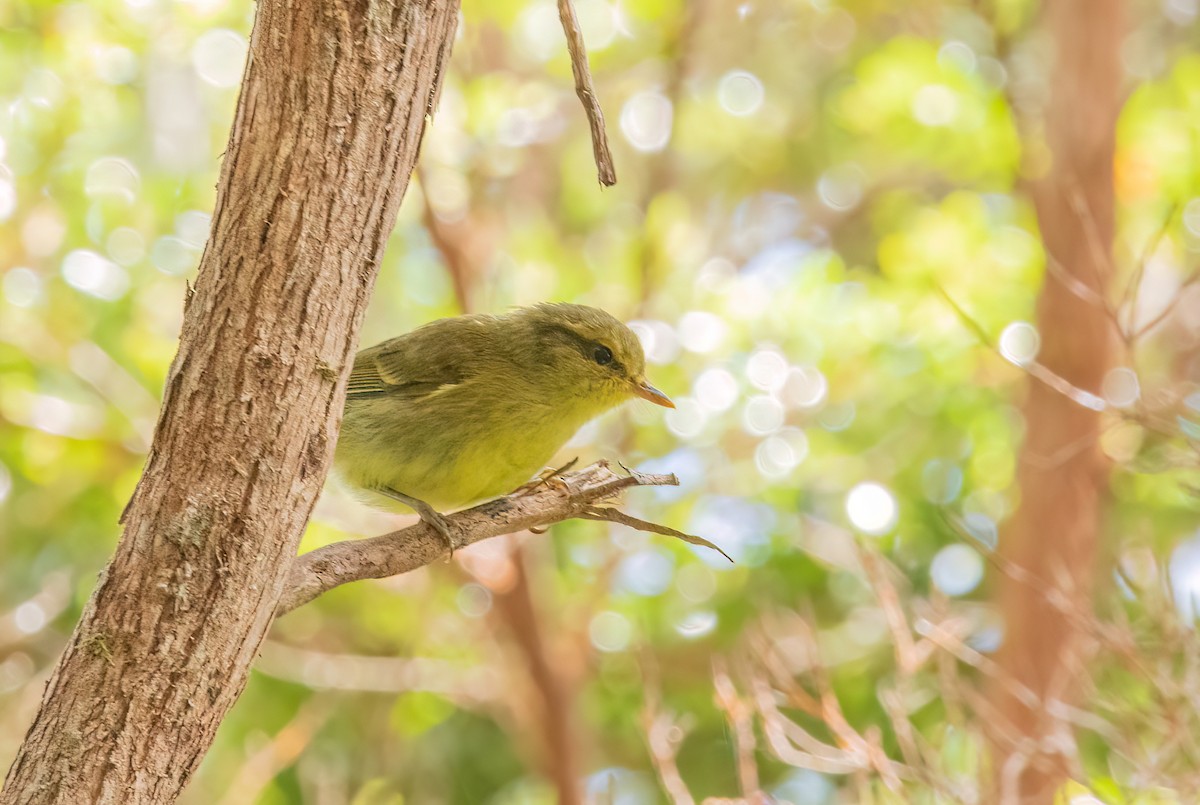 Negros Leaf Warbler - ML621772549