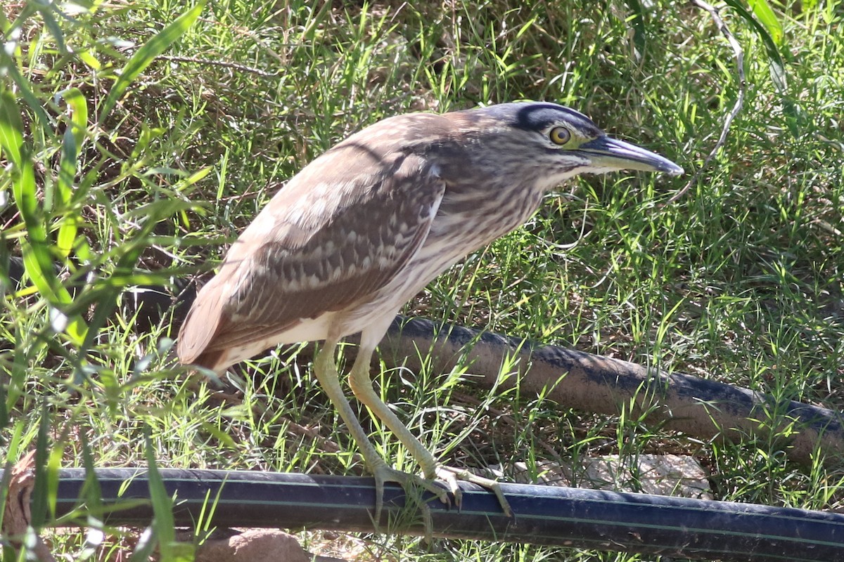 Nankeen Night Heron - Dave O'Connor