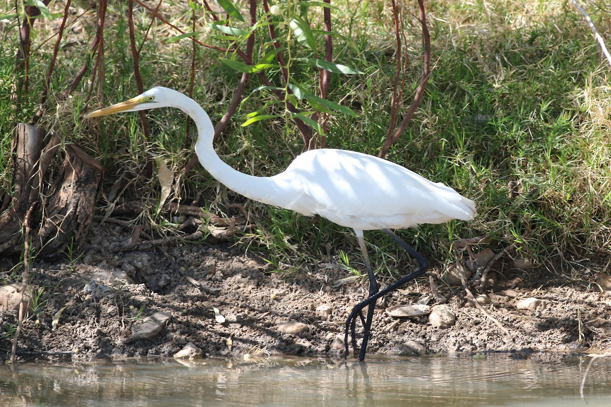 Great Egret - ML621772653