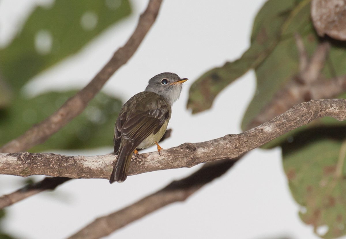 Yellow-legged Flyrobin - ML621772759