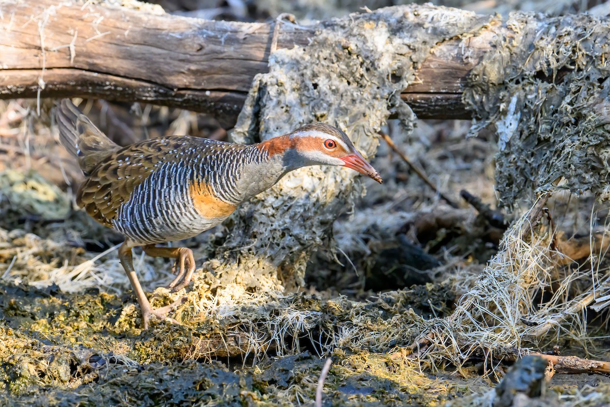 Buff-banded Rail - ML621772789