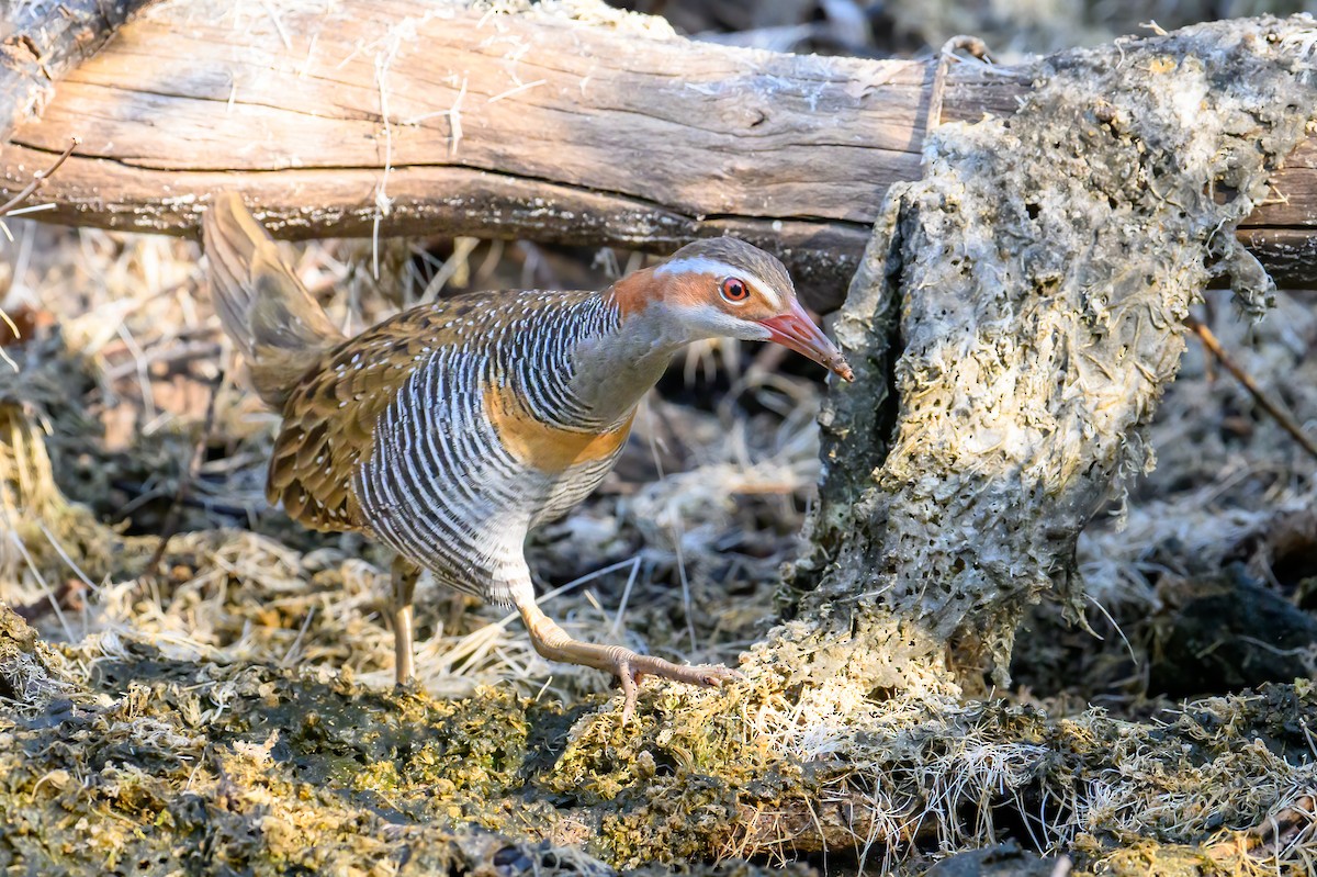 Buff-banded Rail - ML621772790