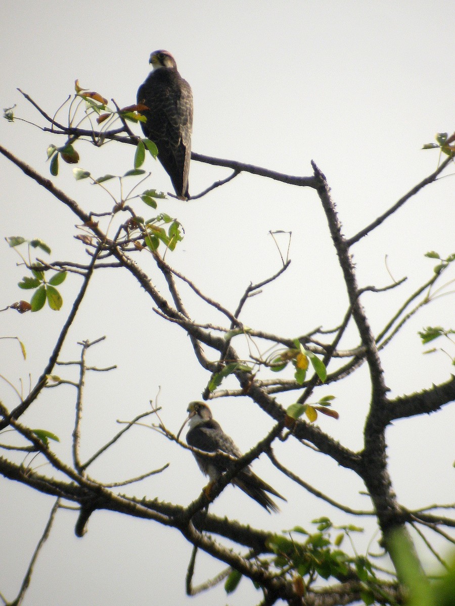 Lanner Falcon - ML621772801