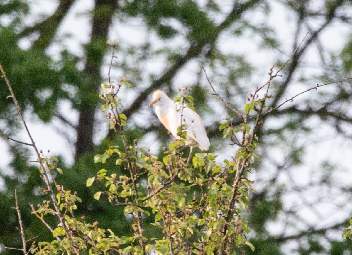 Western Cattle-Egret - ML621772815
