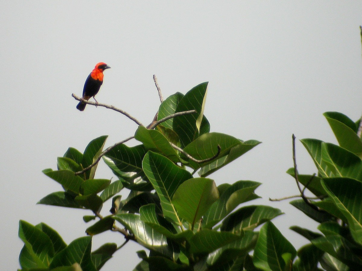 Black-winged Bishop - ML621772906