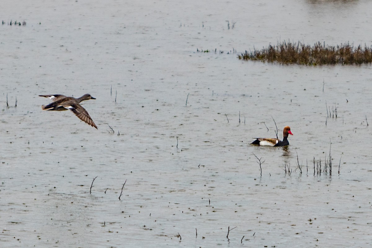 Red-crested Pochard - ML621772912