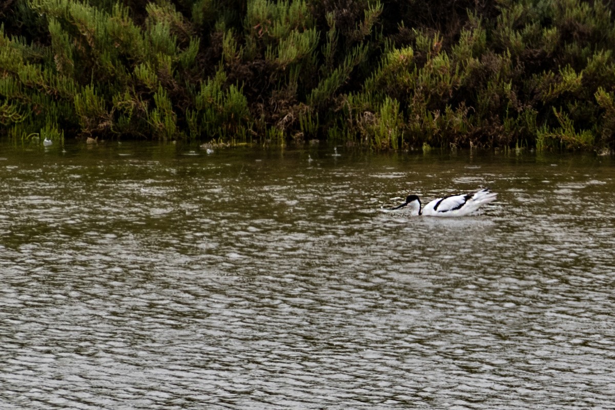 Pied Avocet - Ido Ben-Itzhak