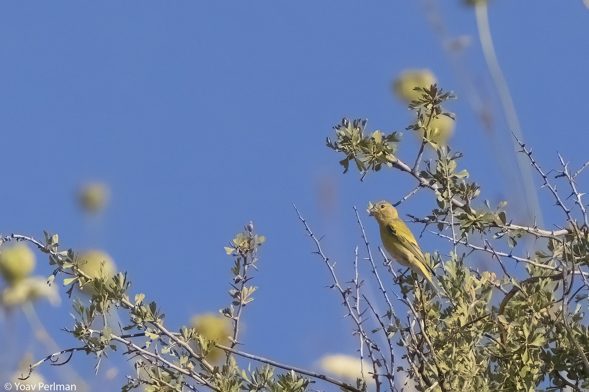 Syrian Serin - Yoav Perlman