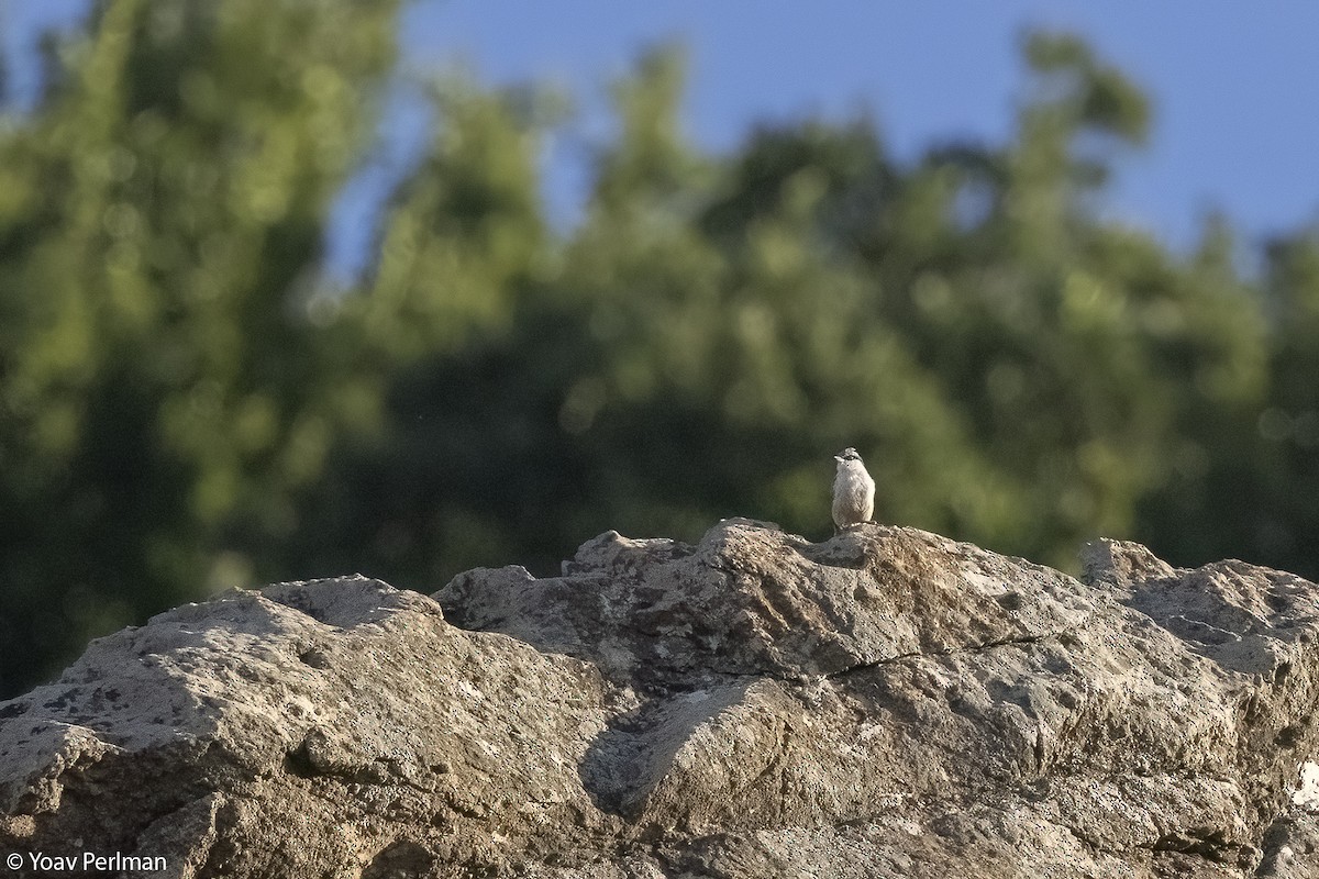 Western Rock Nuthatch - ML621772984