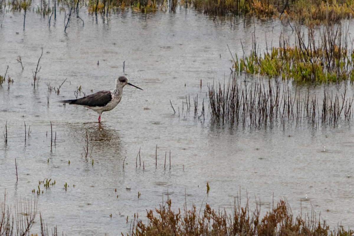 Black-winged Stilt - ML621772993