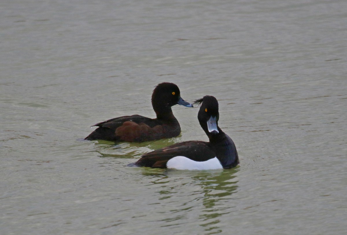 Tufted Duck - ML621773078