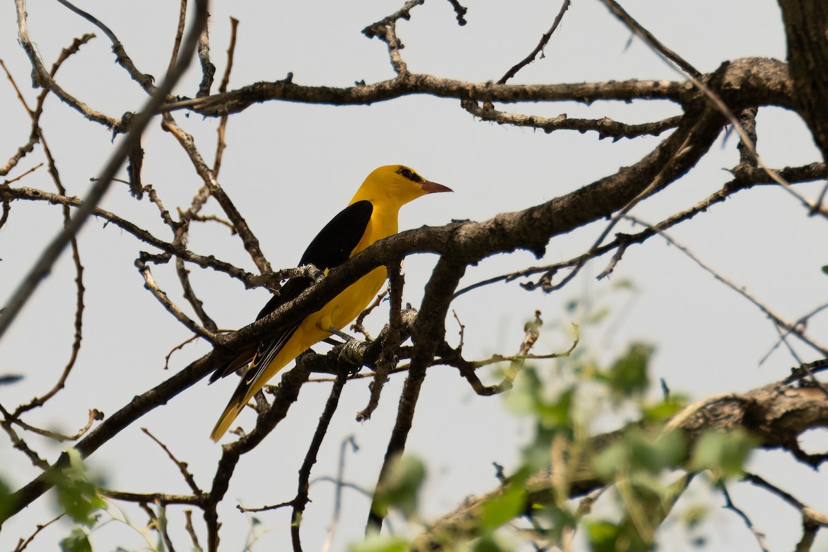 Eurasian Golden Oriole - ML621773107