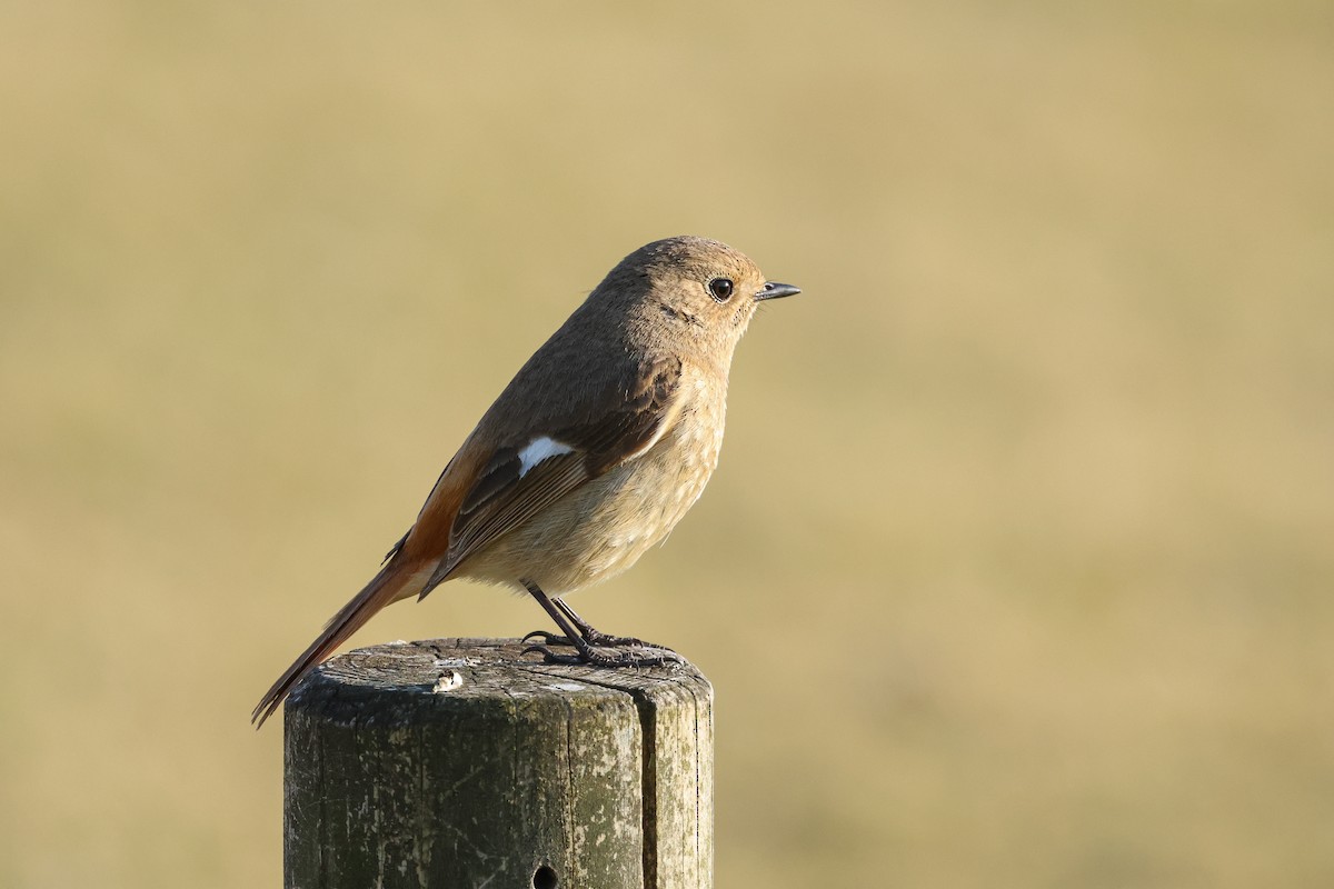 Daurian Redstart - ML621773197