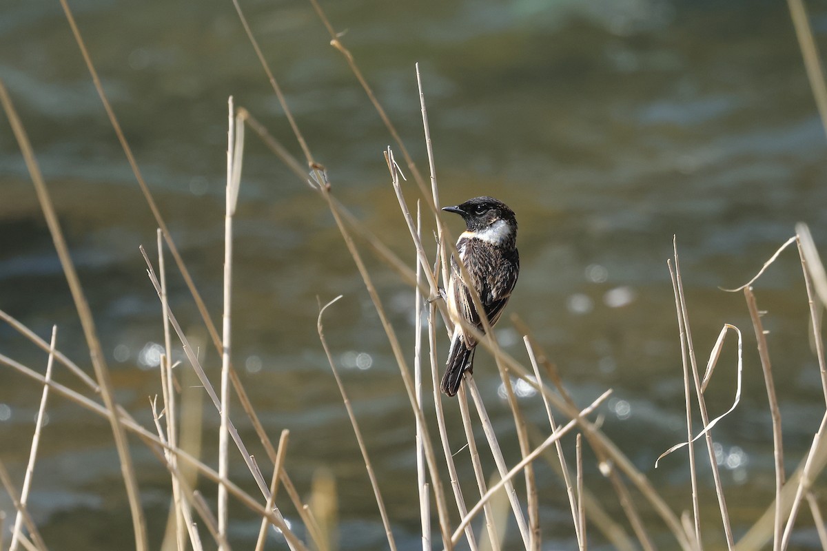 Amur Stonechat - ML621773201