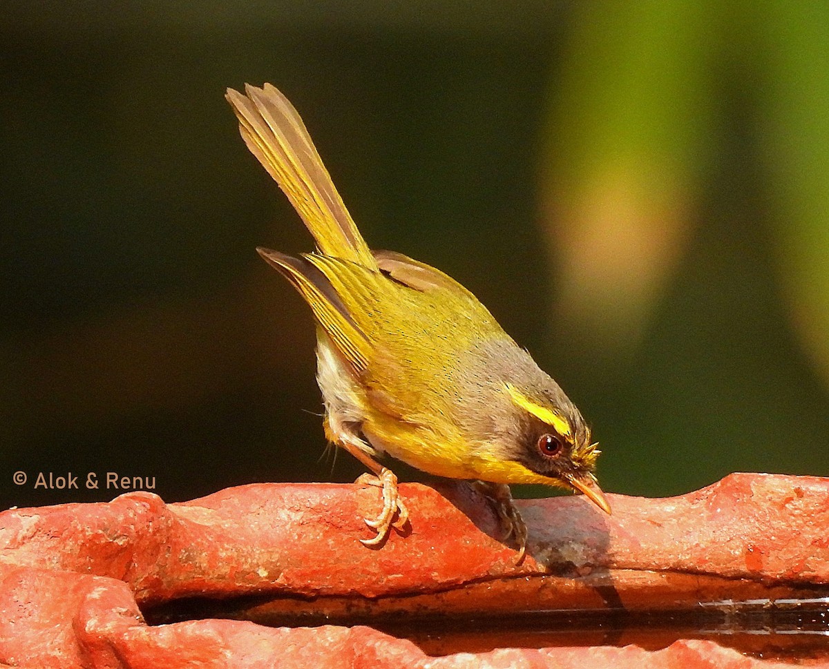 Black-faced Warbler - ML621773319