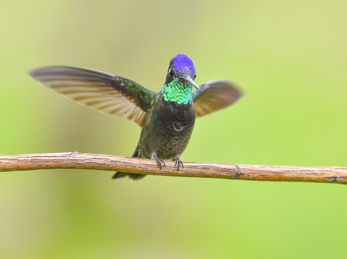 Rivoli's Hummingbird - ML621773545