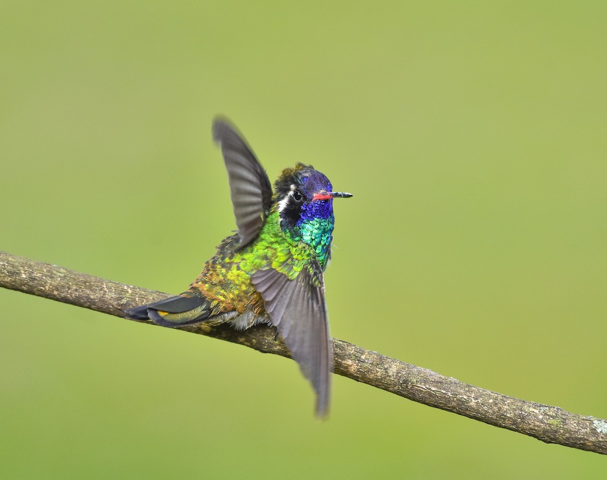 White-eared Hummingbird - ML621773546