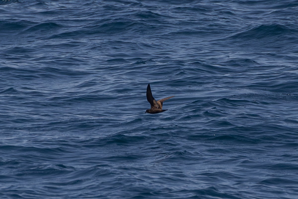 Black Storm-Petrel - ML621773576