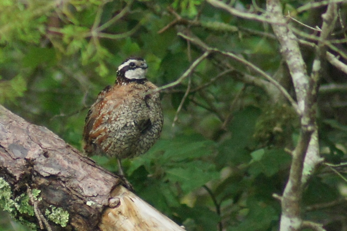 Northern Bobwhite - ML621773577