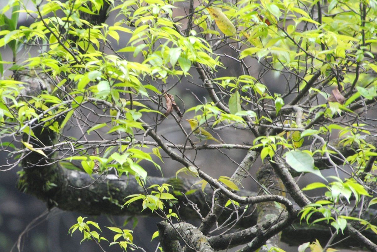 Yellow-vented Warbler - ML621773629