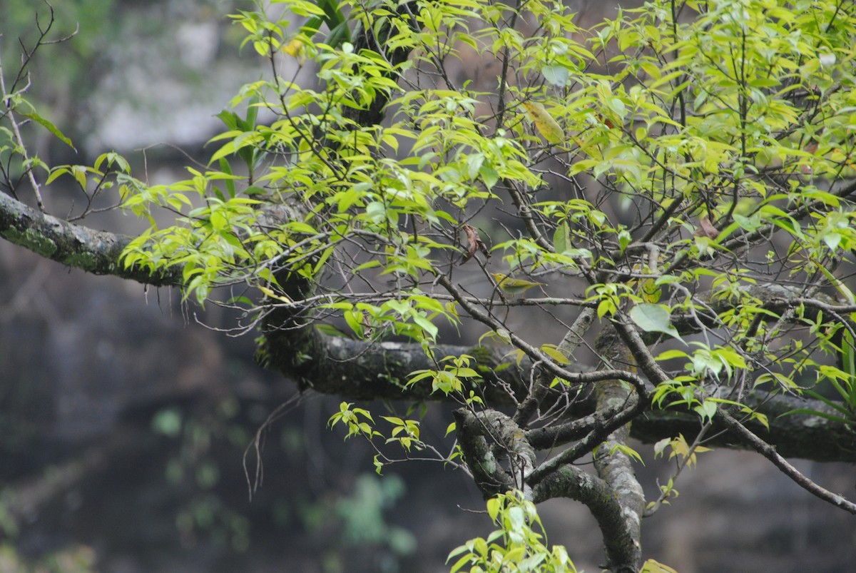 Yellow-vented Warbler - ML621773641