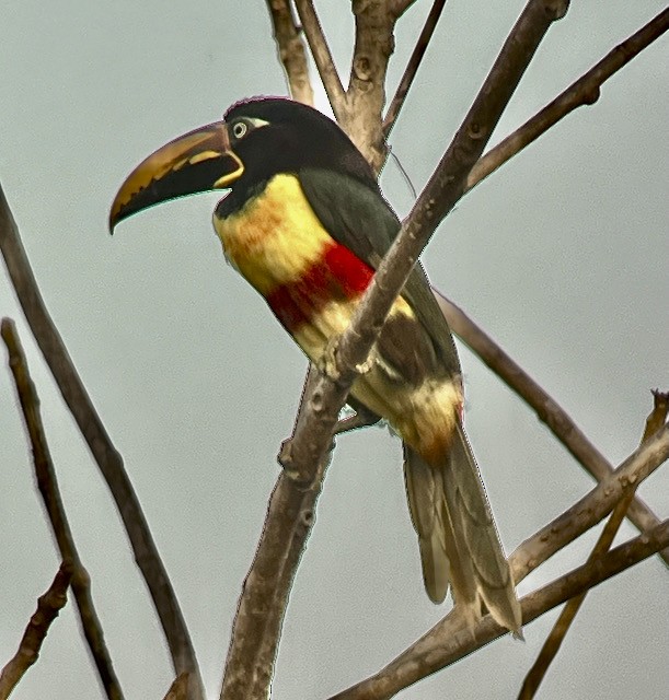 Chestnut-eared Aracari - ML621773686