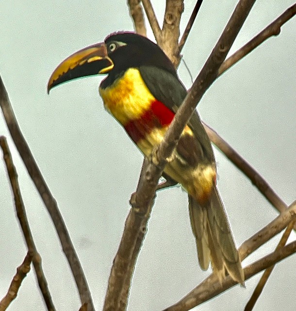 Chestnut-eared Aracari - ML621773687