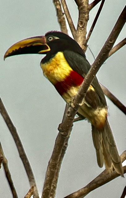 Chestnut-eared Aracari - ML621773688