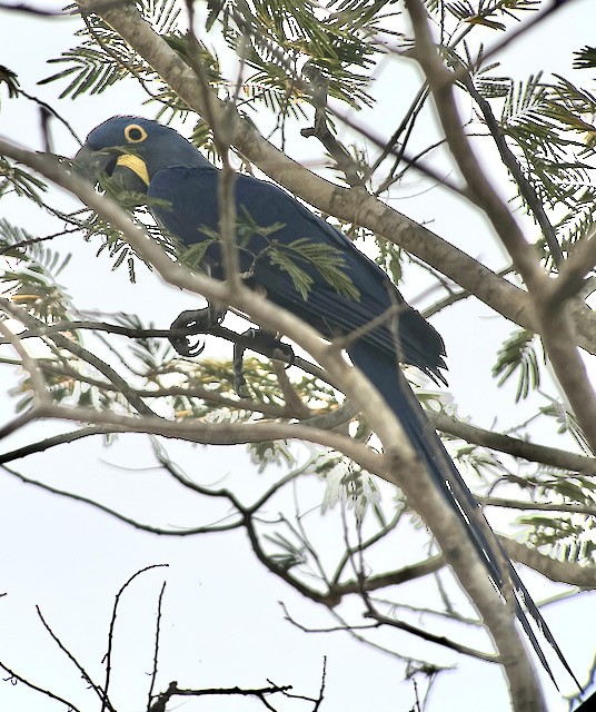 Hyacinth Macaw - ML621773694