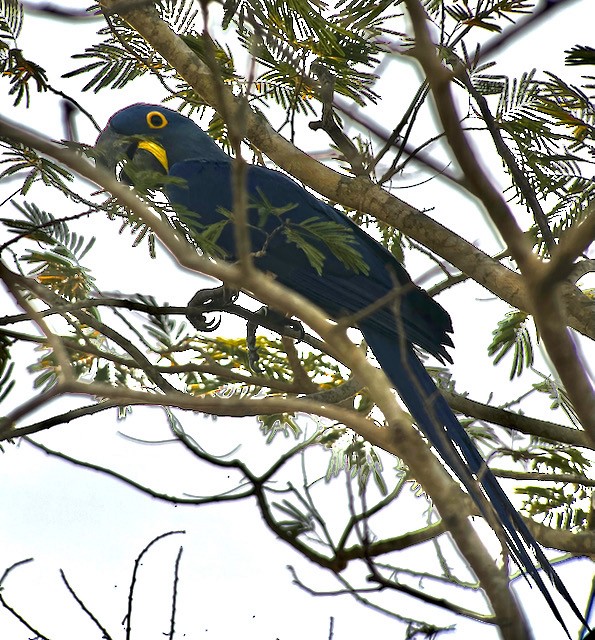 Hyacinth Macaw - Jeri Langham