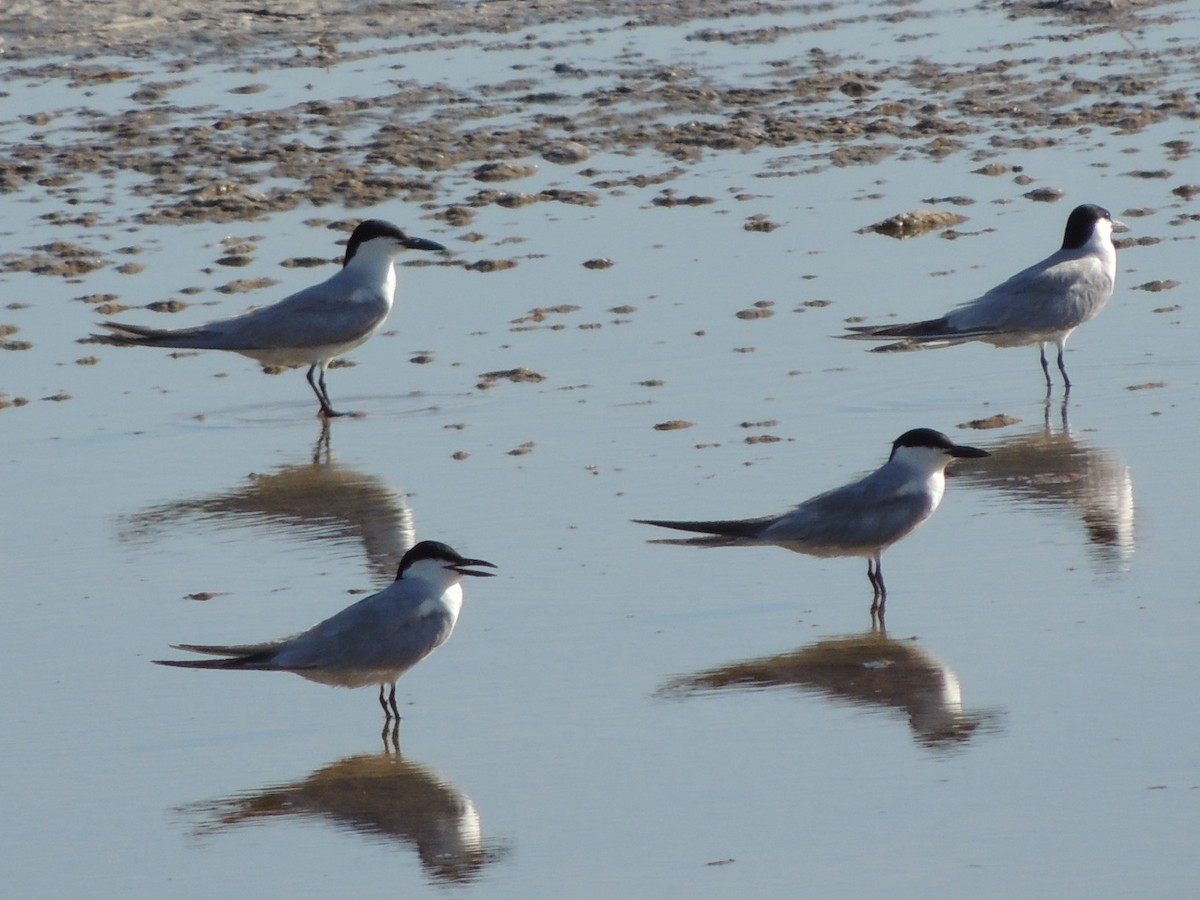 Gull-billed Tern - ML62177371