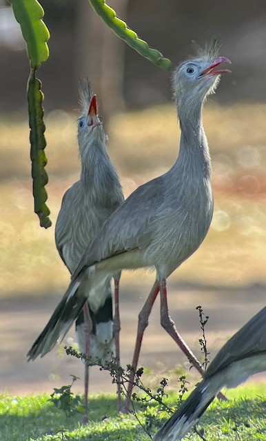 Red-legged Seriema - ML621773716