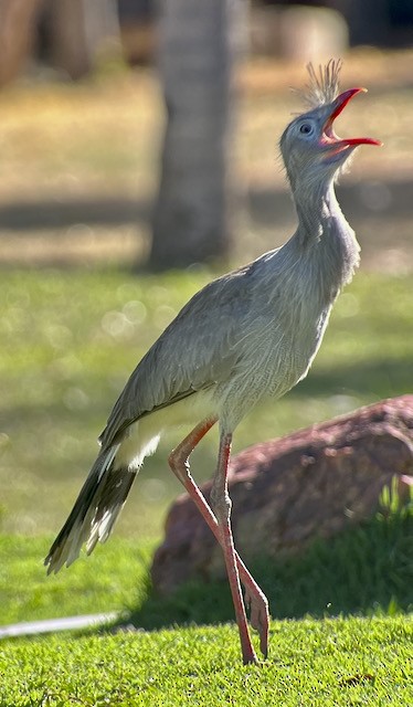 Red-legged Seriema - ML621773721