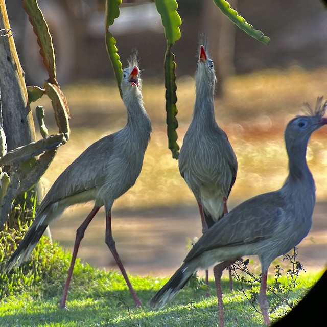 Red-legged Seriema - ML621773722