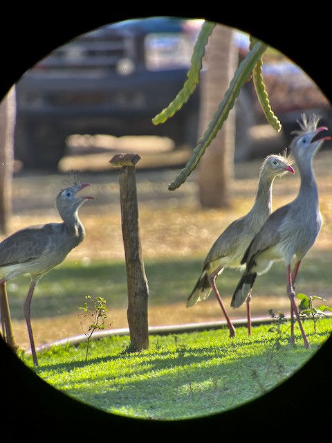 Red-legged Seriema - ML621773723