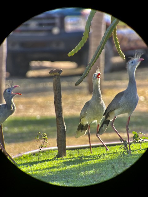 Red-legged Seriema - ML621773724