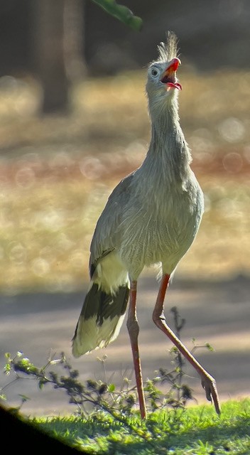 Red-legged Seriema - ML621773725