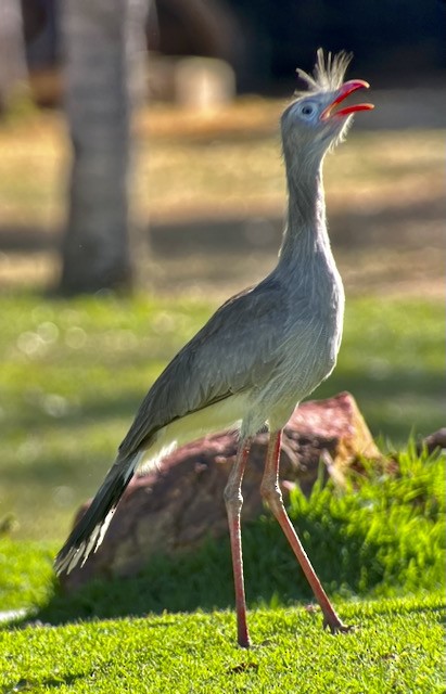 Red-legged Seriema - ML621773727