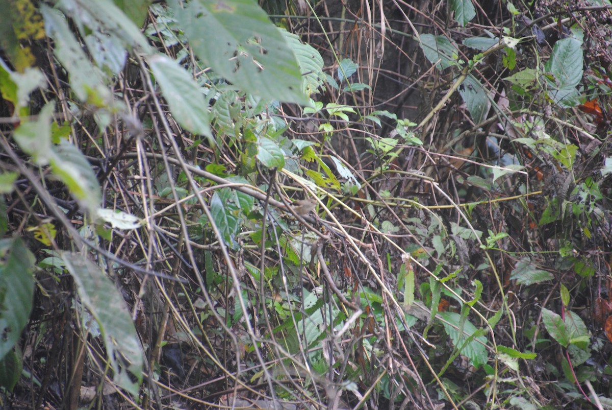 Slaty-blue Flycatcher - ML621773866