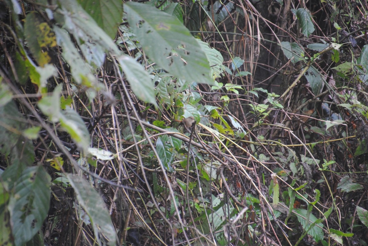 Slaty-blue Flycatcher - ML621773867