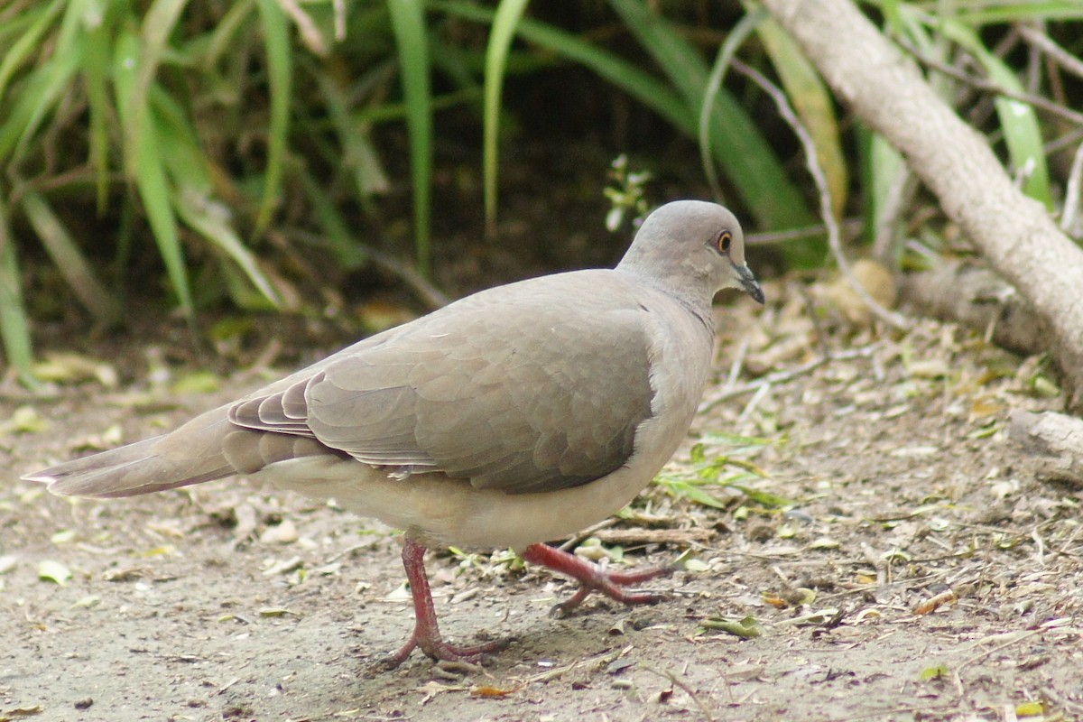 White-tipped Dove - ML621773876