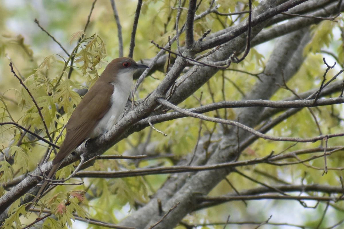 Black-billed Cuckoo - Steven van der Veen