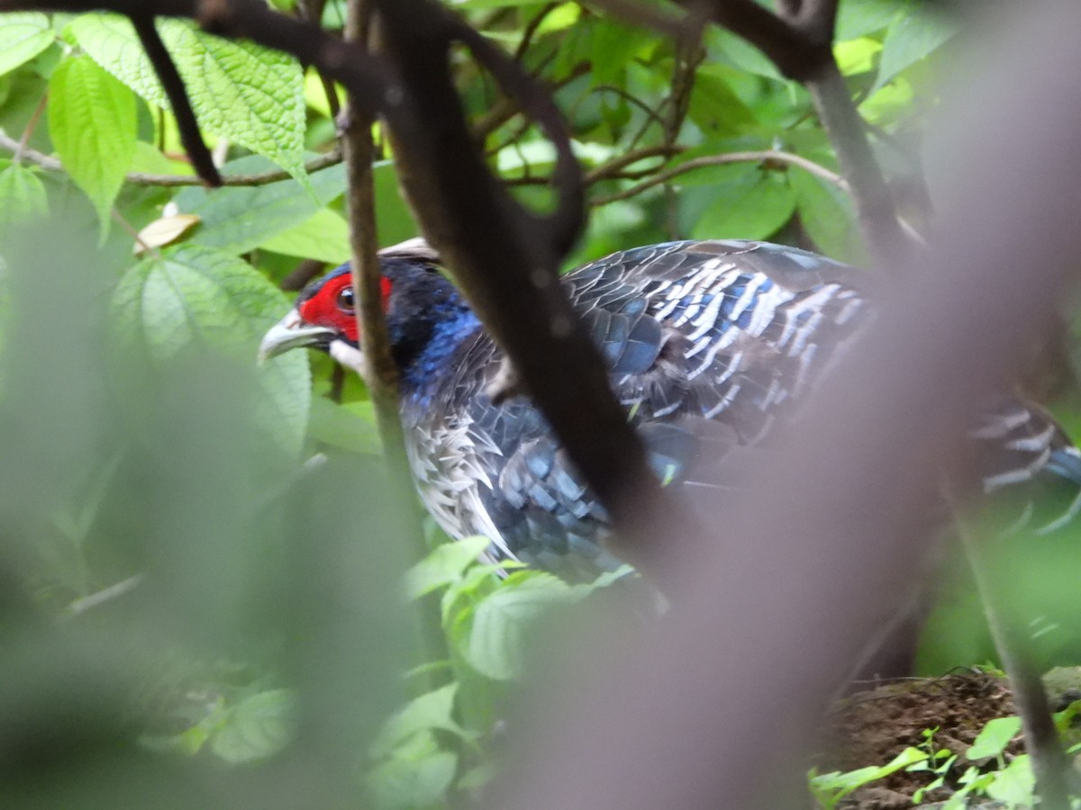 Kalij Pheasant - Ali Mosvi