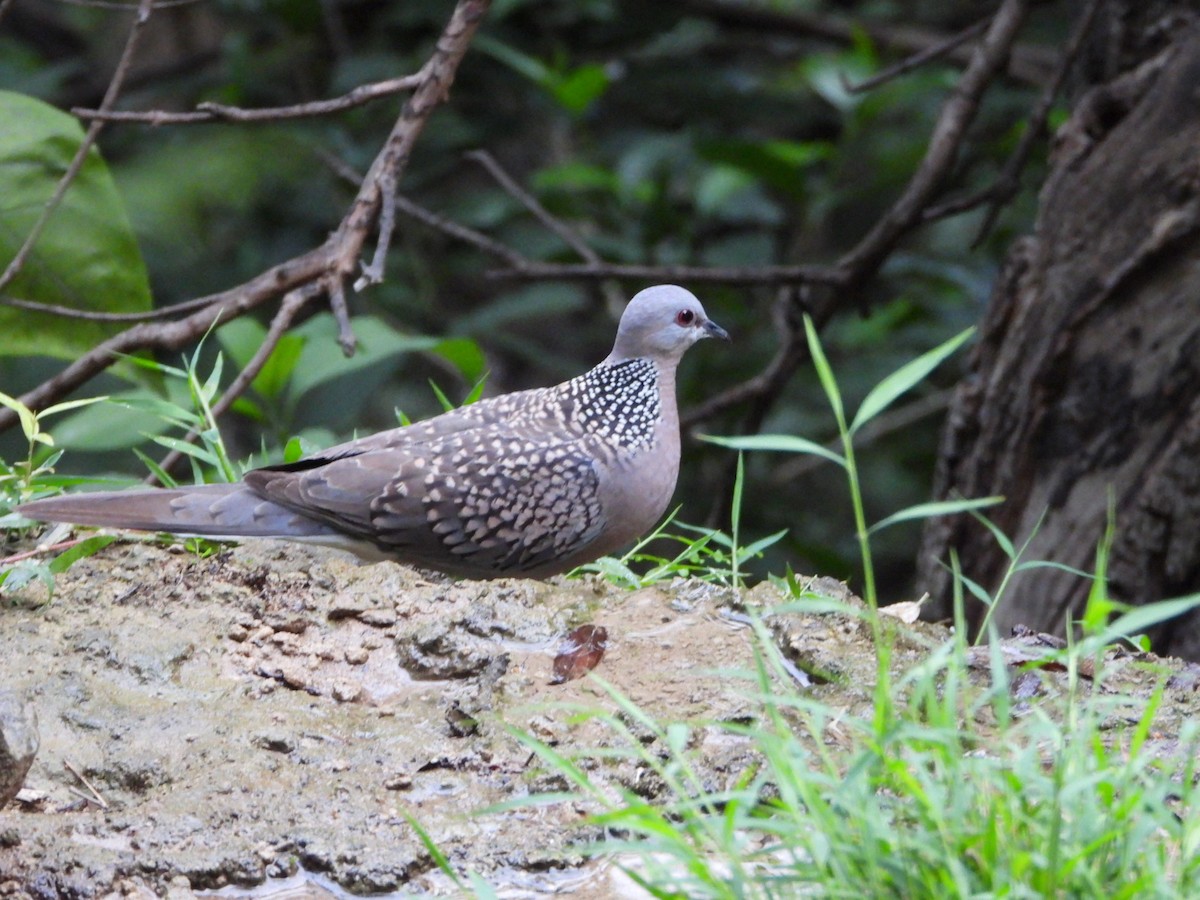 Spotted Dove - Ali Mosvi